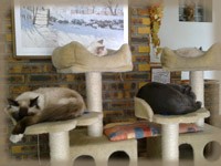 les chats de la Chatterie des Esses dorment dans l'arbre à chat